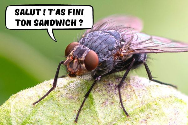 Que faire si une mouche s'est posée sur votre nourriture ?