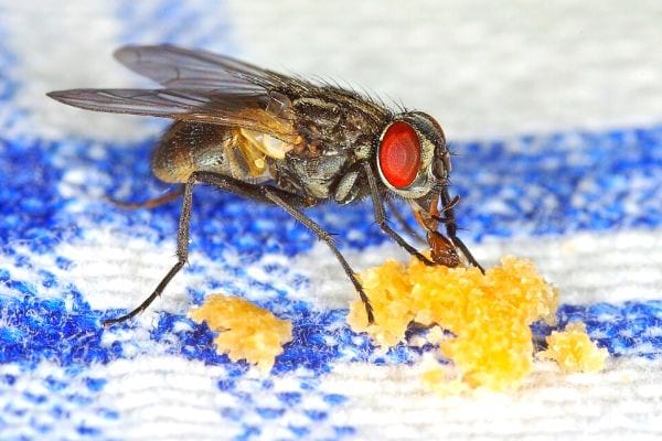 Faut-il jeter de la nourriture qui a été touchée par une mouche ? 