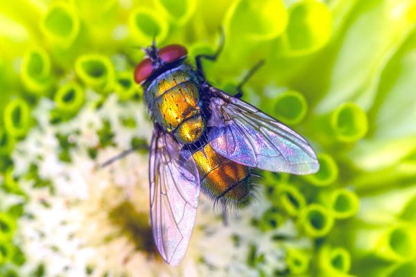 Les mouches pollinisient les fleurs, omme les abeilles et les papillons.