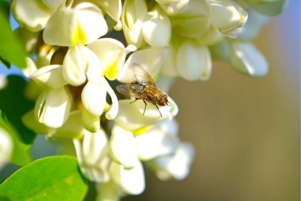 Une mouche posée sur une fleur 