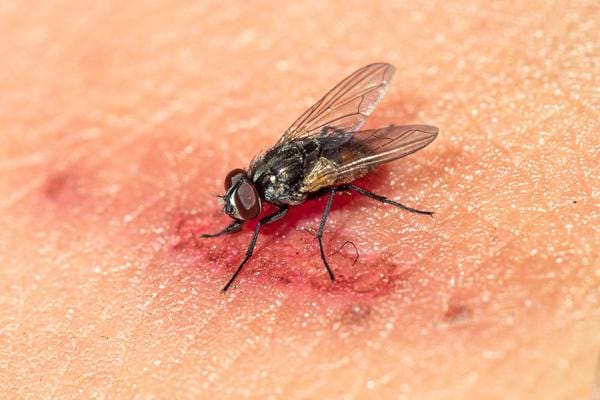 Une mouche sur une petite blessure humaine