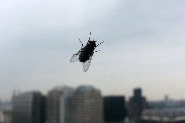 Une mouche posée sur une vitre