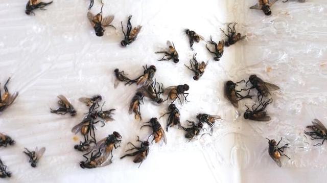 Plein de mouches attrapées sur le papier