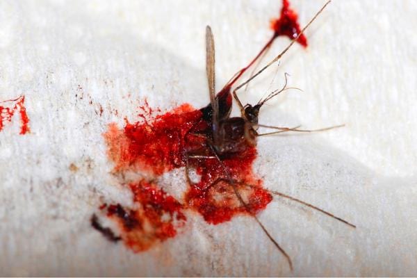 Un moustique rempli de sang qui a fini décapité