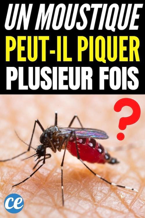 combien de fois un moustique peut piquer ?