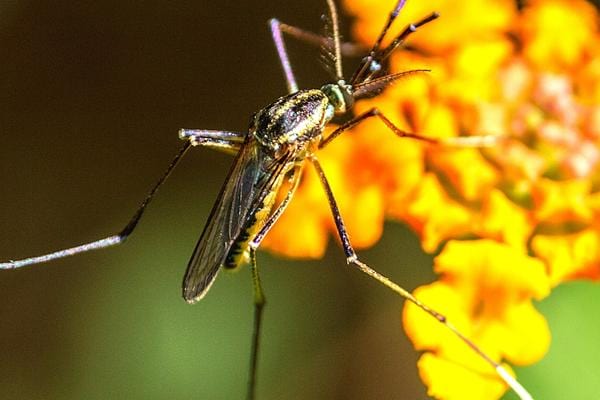 Un moustique sur une fleur 