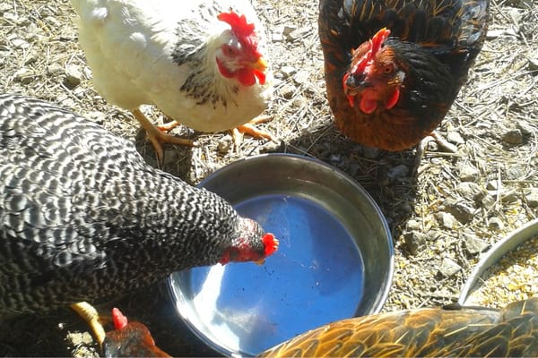 3 poules autour d'une gamelle d'eau propre grâce au bicarbonate
