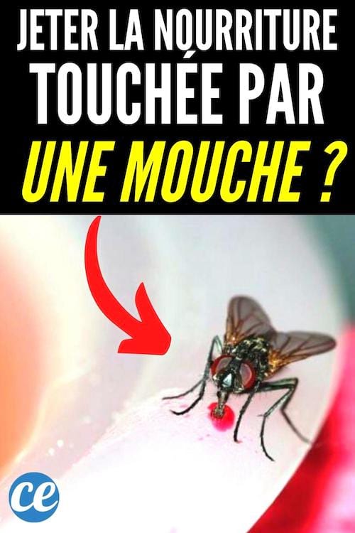 Faut-il jeter la nourriture touchée par une mouche ?