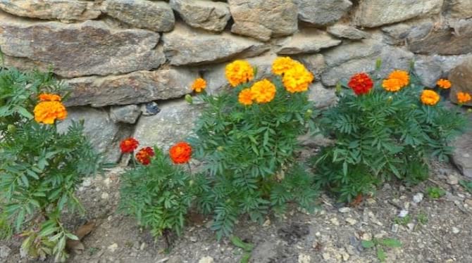 Les œillets fleur jaune et rouge qui résiste à la chaleur 