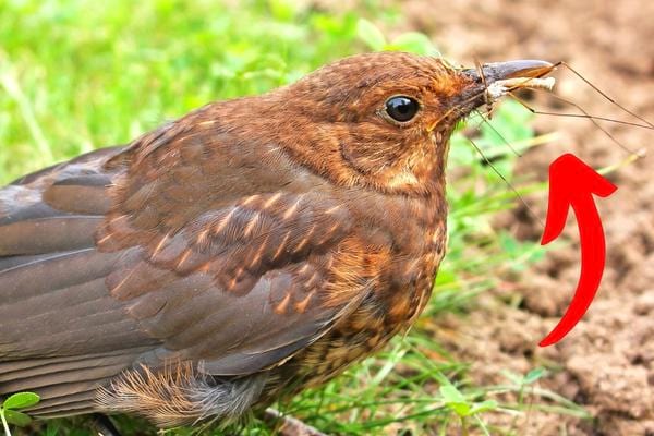 Un oiseau mangeant un moustique