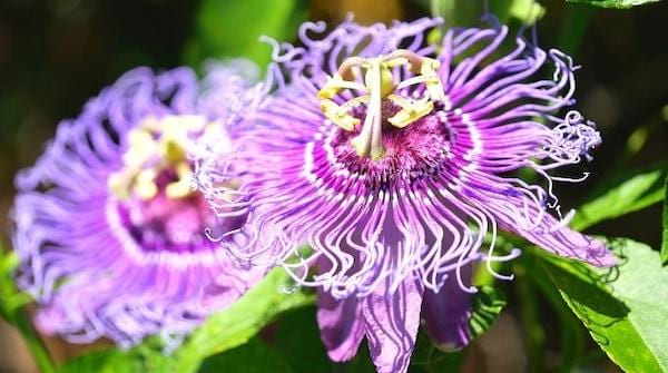 La passiflore fleur violette qui résiste à la chaleur 