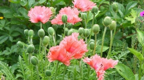 Le pavot décoratif fleur orangé au rouge foncé qui résiste à la chaleur 