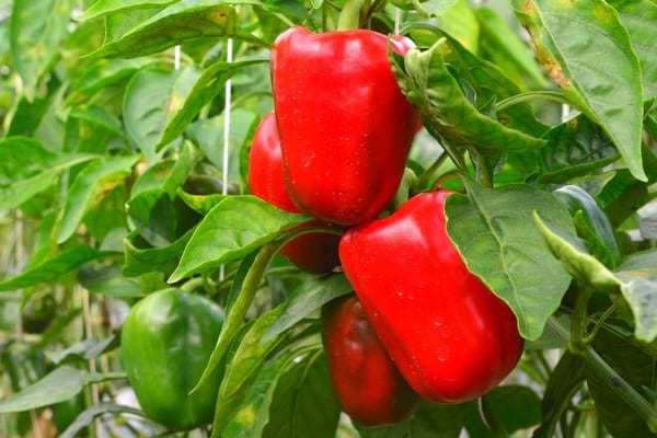 pied de poivron vert et rouge bien mûr