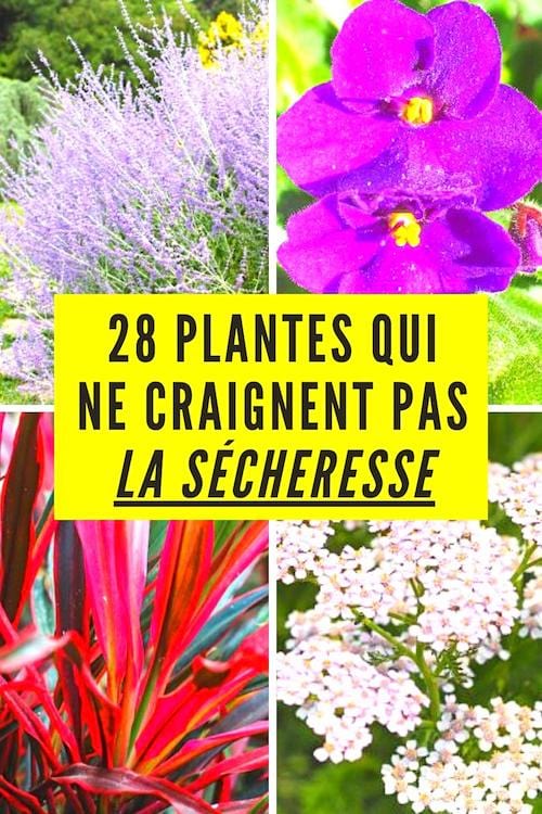 plantes fleuries du jardin qui résistent à la canicule