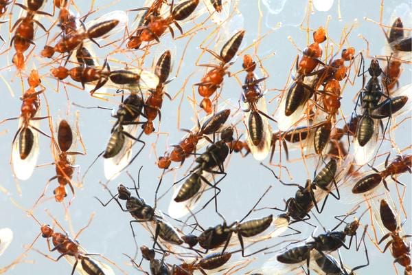Plusieurs fourmis volantes 