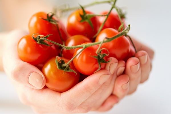 Plusieurs tomates dans les mains d'une personne 