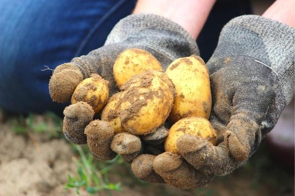 Des pommes de terre sales dans les mains