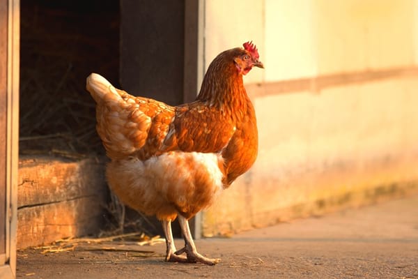poule rousse au coucher du soleil devant son poulailler canicule