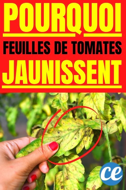 Que Faire Si les Feuilles de Tomates Jaunissent ? Mes Remèdes Efficaces.