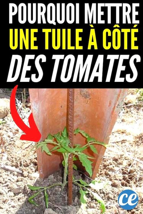 pourquoi faut-il mettre une tuile à côté des plantes de tomates