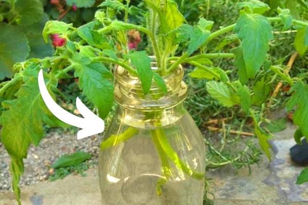 Des gourmandes de tomates qui poussent dans un bocal d'eau