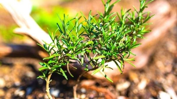 Le romarin petite plante verte qui résiste à la chaleur 