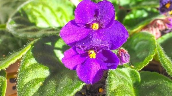 Le saintpaulia fleur violette qui résiste à la chaleur 