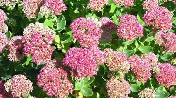 Le sedum fleur rose qui résiste à la chaleur 