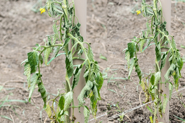 Que Faire Si les Feuilles de Tomates Jaunissent ? Mes Remèdes Efficaces.