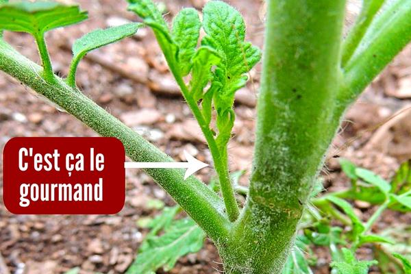 Pourquoi (Et Comment) Enlever les Gourmands des Tomates