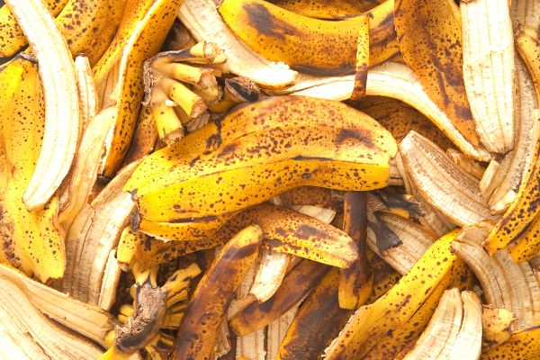 Comment Utiliser la Peau de Banane Comme Engrais ? 4 Astuces de Jardinier.