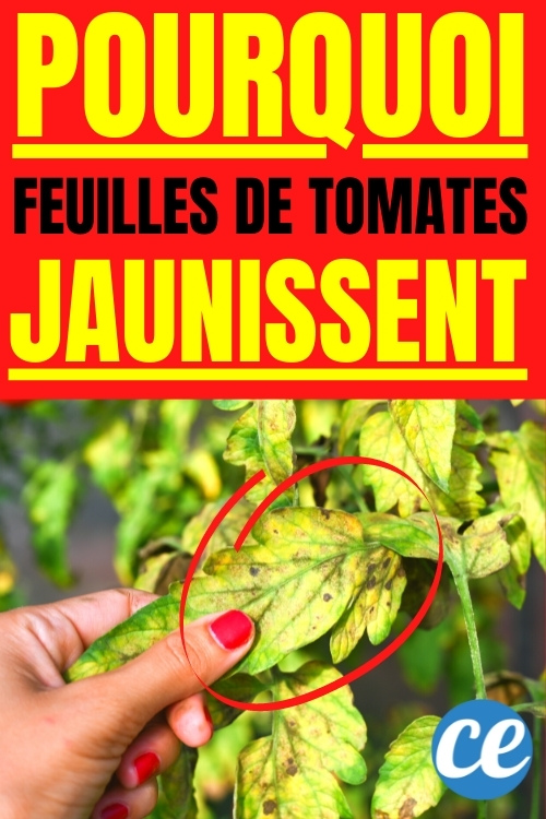 Que Faire Si les Feuilles de Tomates Jaunissent ? Mes Remèdes Efficaces. — free download