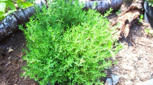 Le thym plante verte qui résiste à la chaleur 