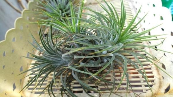 Le tillandsia plante verte qui résiste à la chaleur 