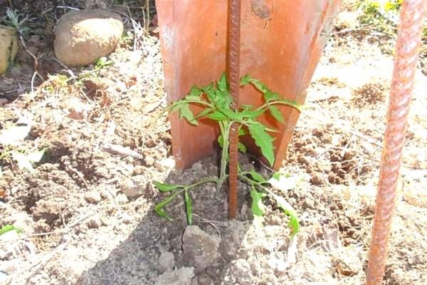 Une tuile qui protège le plant de tomate dans la terre