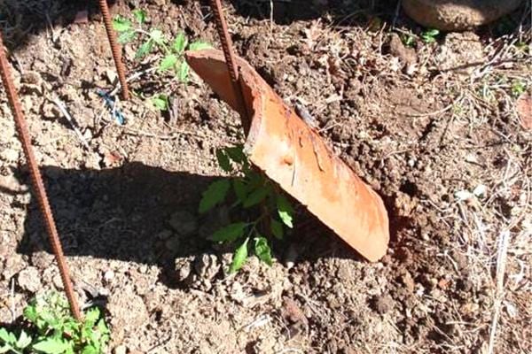 Un plant de tomate jeune sous une tuile pour être à l'ombre
