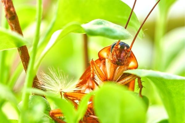 Un cafard caché dans les hautes herbes d'un jardin