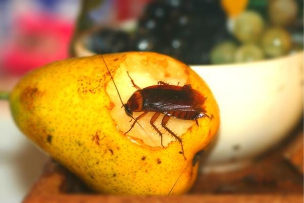 Un cafard sur une poire attiré par de la nourriture