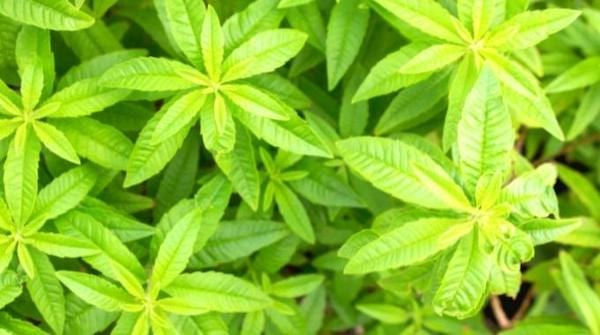 La verveine plante verte qui résiste à la chaleur 