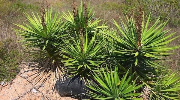 Le yucca grosse plante verte qui résiste à la chaleur 