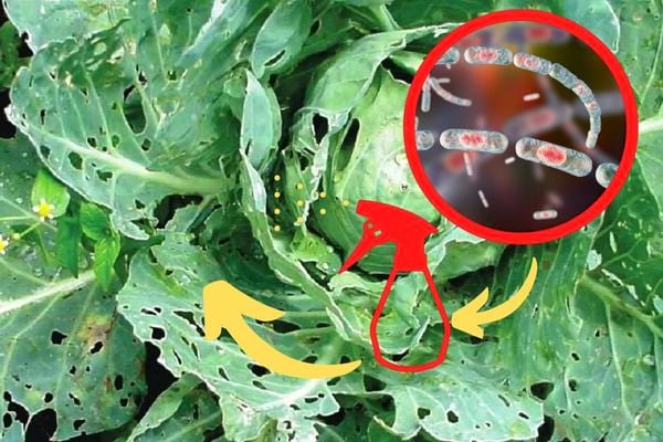 Bacille de Thuringe sur du chou contre la piéride