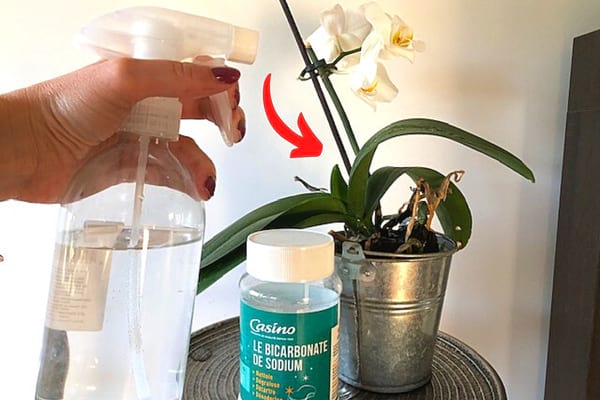 main qui vaporise de l'eau sur une orchidée blanche