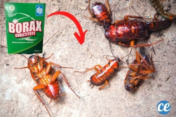 le borax tue les cafards mais aussi les fourmis volantes