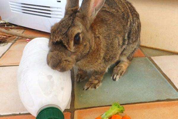 Bottles of very cold water near a brown rabbit 