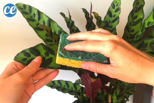 plante artificielle lavée avec une éponge humide