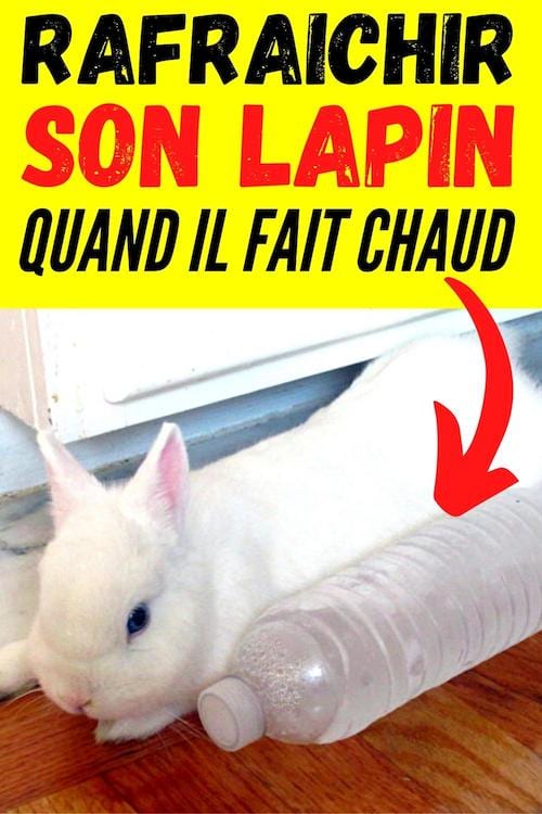 Un lapin blanc allongé au sol à côté d'une bouteille glacé pour se rafraîchir