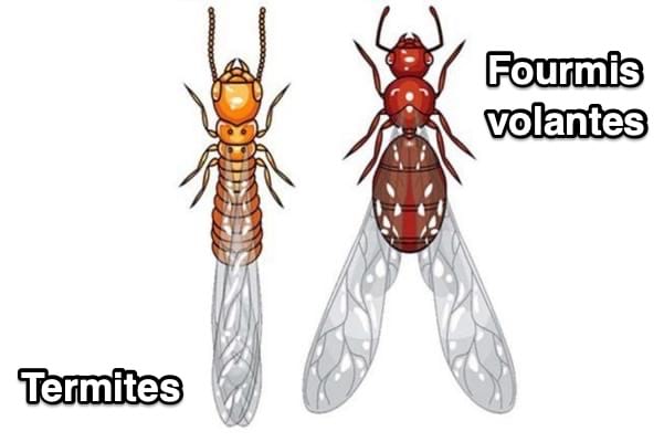 Une termite avec des ailes à gauche et une fourmi volante à droite
