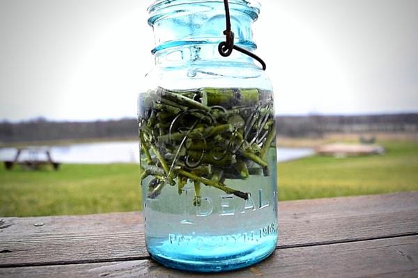 L'eau de saule dans un bocal en verre transparent pour faire de l'hormone de bouturage