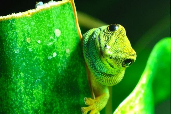 gecko vert inoffensif sur une branche 