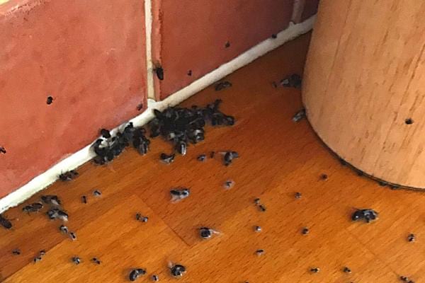 une infestation de fourmis volantes à la maison dans un coin